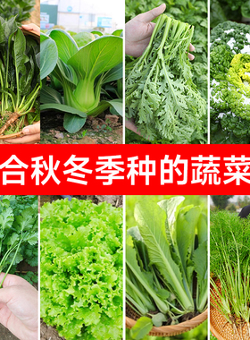 适合秋季种的蔬菜种子种籽大全9九月四季孑菜籽10月份秋冬季籽种