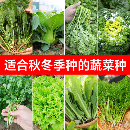 寿禾秋季蔬菜种子种植