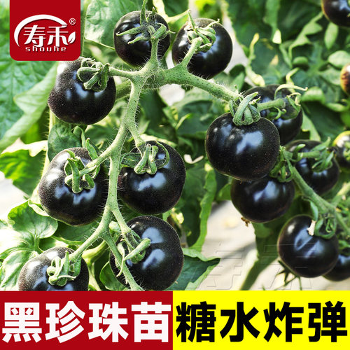 糖水炸弹黑珍珠黑番茄苗秧种子孑种籽小西红柿西黑柿秧苗蕃茄苗树