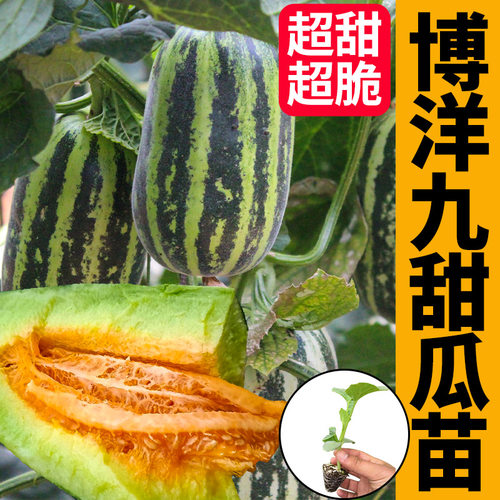 博洋9号甜瓜苗四季甜瓜种籽种子苗秧绿宝羊角蜜香瓜哈密瓜孑秧苗