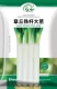 Zhangqiu Hardcore Green Onion Seed 10G Original