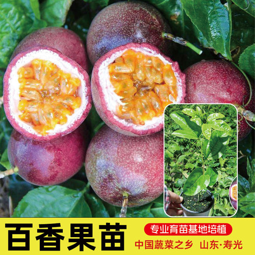 百香果苗四季爬藤广西带土特大