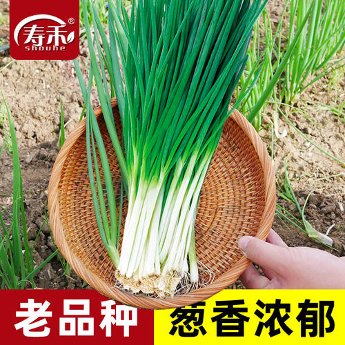 多多香葱种籽四季蔬菜阳台盆栽
