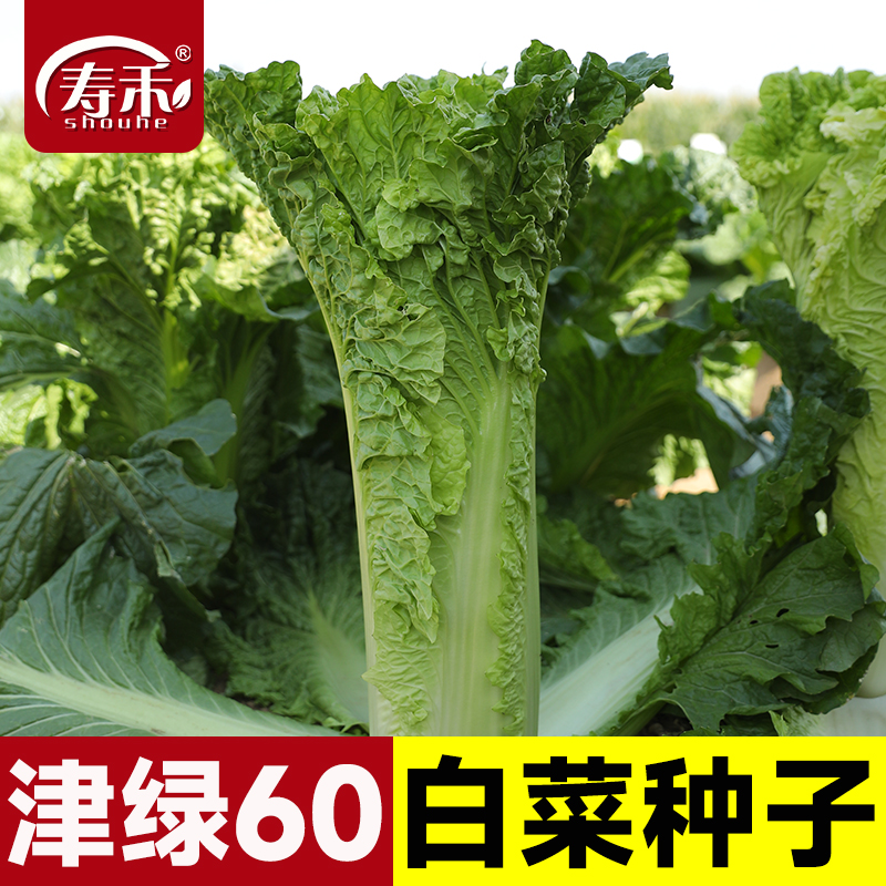 大禹津绿60 75白菜种子青麻叶蔬菜夏秋季小青菜籽种阳台盆栽四季