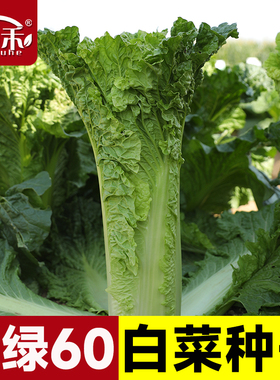 大禹津绿60 75白菜种子青麻叶蔬菜夏秋季小青菜籽种阳台盆栽四季