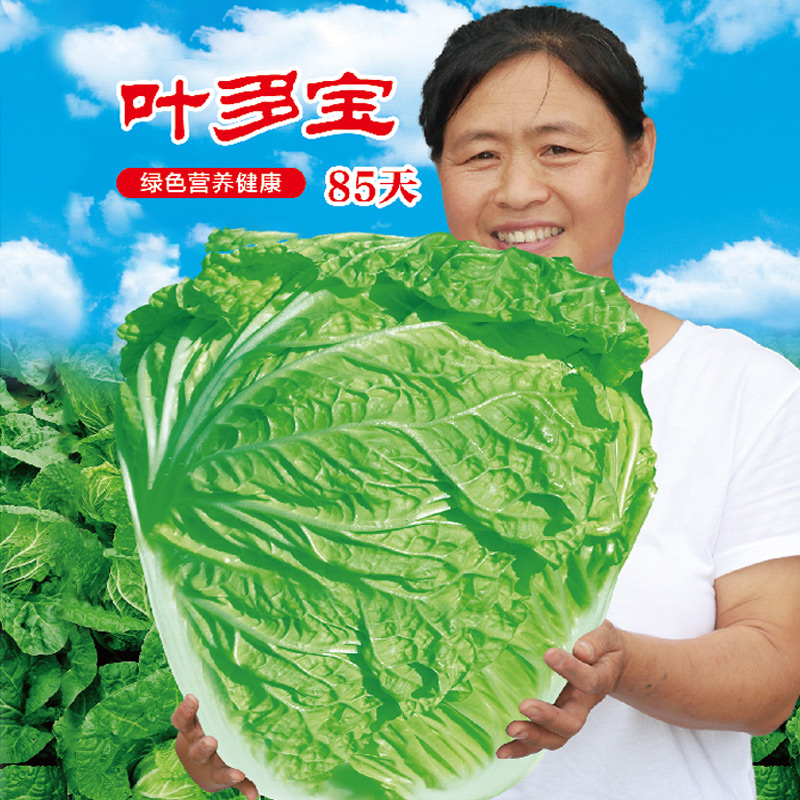 叶多宝大头白菜种子青菜蔬菜冬储