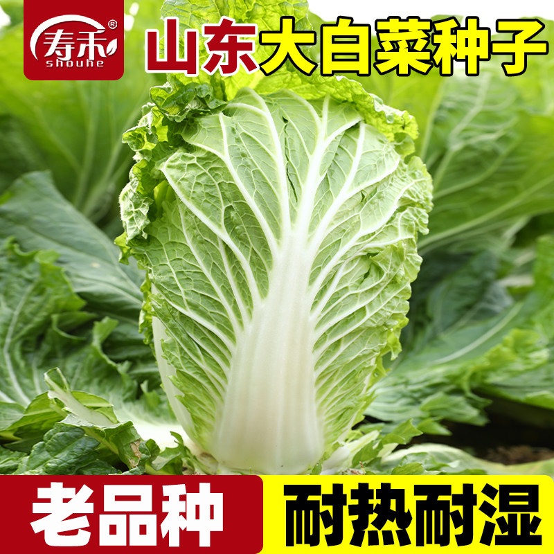 山东老品种大白菜种子夏阳耐热夏季高温秋季白莱籽种籽蔬菜孑籽种