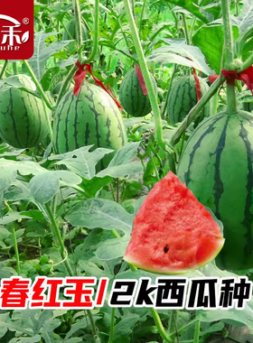 早春红玉小西瓜种子种籽孑嫁接苗高产2k南方四季苗秧盆栽带土秧苗