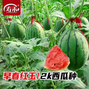 早春红玉小西瓜种子种籽孑嫁接苗高产2k南方四季 苗秧盆栽带土秧苗