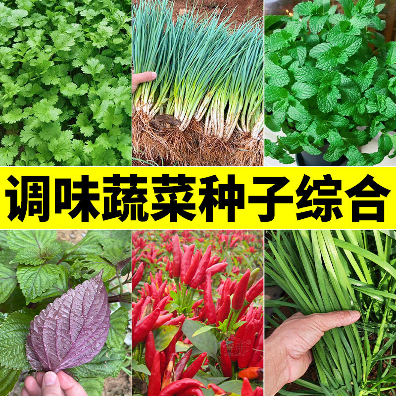 调味蔬菜种子大全香菜小葱紫苏韭菜辣椒秋冬季四季阳台盆栽菜孑种