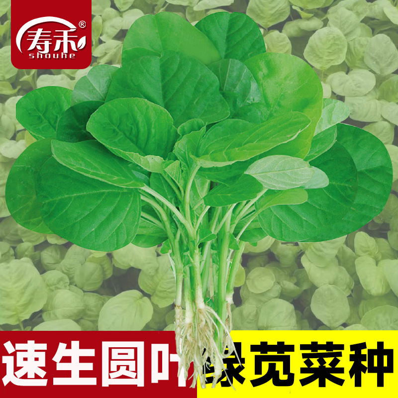 绿圆叶大叶苋菜种子白籽种四季孑老品种蔬菜种籽菜籽菜种大全夏季
