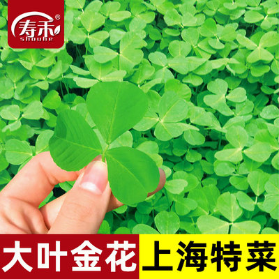 金花菜蔬菜种子草头寿禾