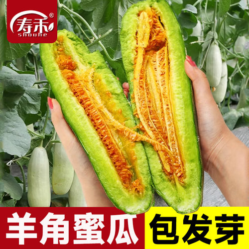 羊角蜜瓜酥甜瓜种子种籽苗蔬菜孑秧脆高产香瓜四季大全玉菇密秧苗