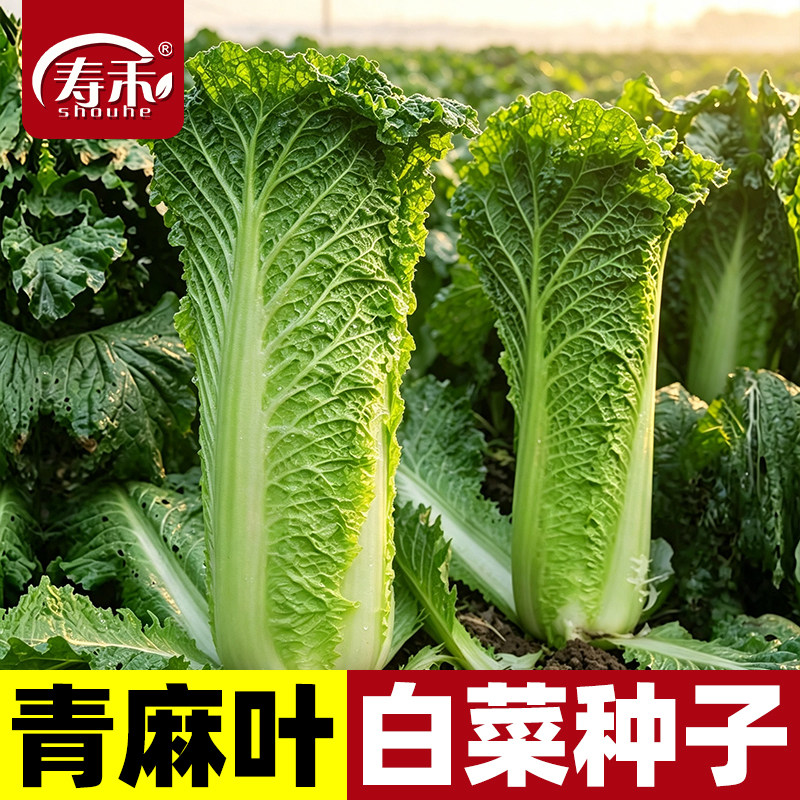 天津种子高产冬季大白菜图片