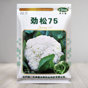 劲松75/58青梗松花菜 种子 菜花花菜种籽秋季花椰菜60天菜孑蔬菜