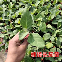 Серебряная прививка длинных саженцев баклажанов 6 деревьев