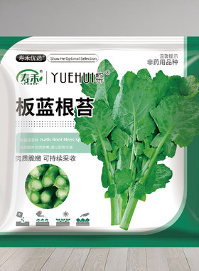 寿禾板蓝根青菜种子种籽