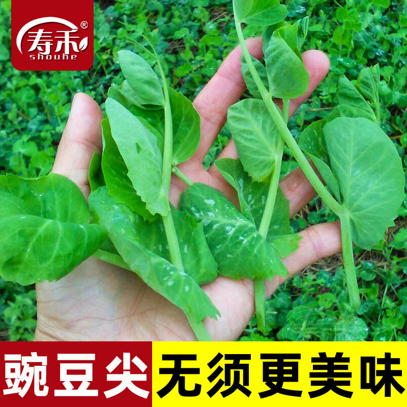 无须豌豆尖种籽豌豆苗种子四季蔬菜孑...