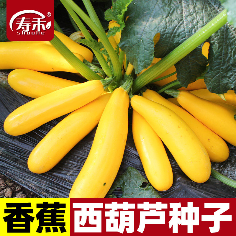 香蕉西葫芦种子苗圆形黄西胡芦大全四季南方蔬菜种籽秧苗孑苗秧瓜