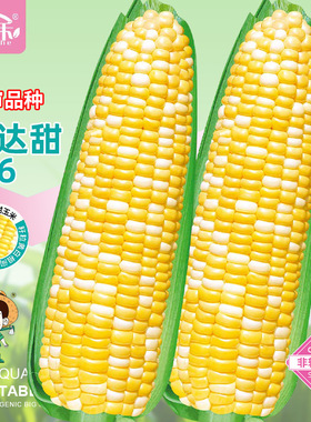 斯达甜216早熟超甜水果玉米种子高产甜玉米种籽孑四季大全春季