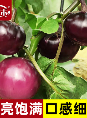 圆茄种子茄子苗孑高产黑紫色菜特大圆蔬菜秧茄种籽秧苗大全带土