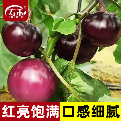 蔬菜高产黑紫色特大品种茄子苗