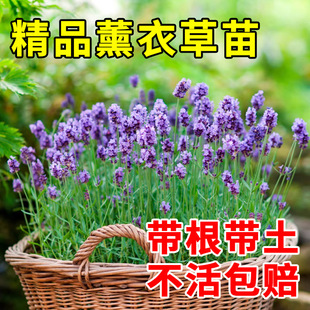 薰衣草种子孑种籽苗花苗花籽种盆栽带花四季 薰衣草籽子薰衣草种