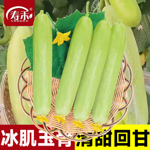 奶油白玉水果黄瓜种子苗白夏季本地秧秋青瓜小蔬菜种籽孑四季秧苗
