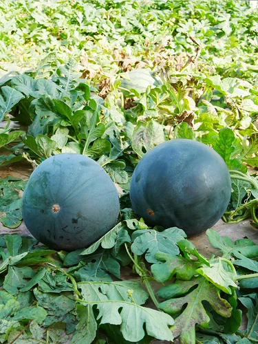 Очень большие черные семена арбуза без косточек Очень большие черные семена арбуза красоты Высокий урожай Супер сладкие южные фрукты