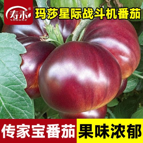 传家宝番茄种子玛莎星际战斗机盆栽阳台庭院老品种种籽蔬菜西红柿