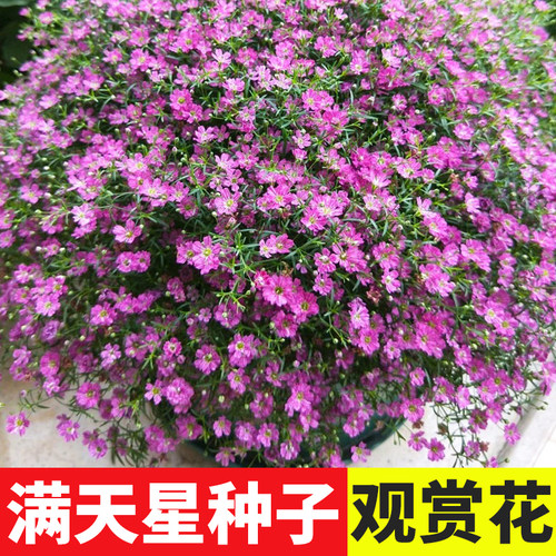 满天星种子菊花四季播种