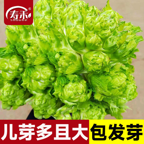 四川特色儿菜种子娃娃菜抱儿菜