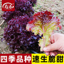 紫生菜种子种籽孑苗四季 意大利菜籽籽种紫叶奶油蔬菜球孔雀菜冬季