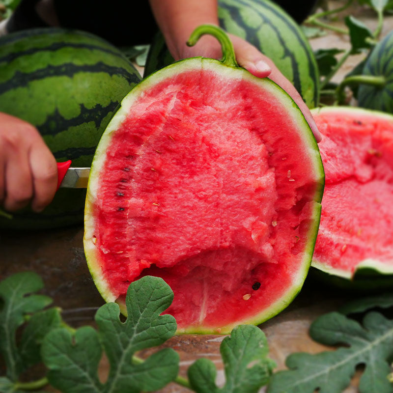 特大甜王西瓜种子苗盆栽南方秧四季嫁接种籽孑子秧苗西爪大西瓜