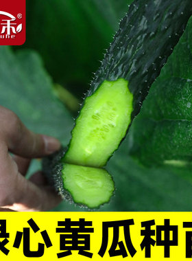 高产老品种绿心黄瓜种子种籽苗水果秋蔬菜旱菜种籽种带土秧苗大全