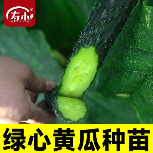 高产老品种绿心黄瓜种子种籽苗水果秋蔬菜旱菜种籽种带土秧苗大全