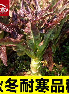 红尖叶莴笋种子莴苣种籽菜种菜籽红色秋冬季菜耐寒青笋菜孑窝笋