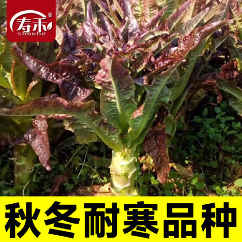 种都红尖叶莴笋种子青笋菜