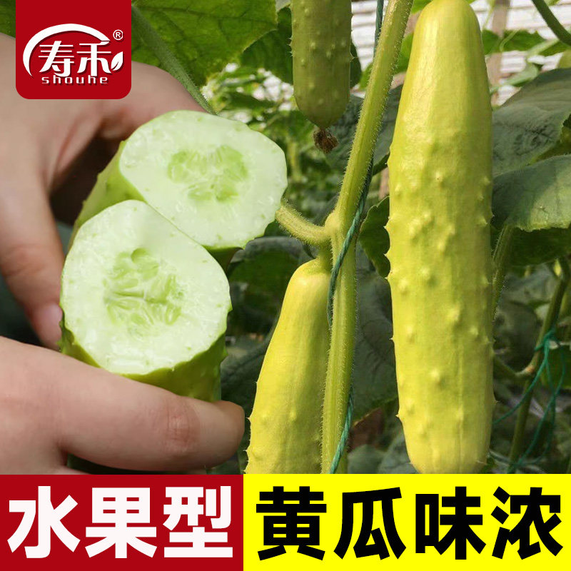蔬菜食用白色高产水果黄瓜种子图片