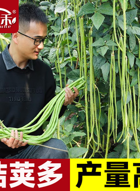 长豆角种子苗秧豇豆四季豆蔬菜种籽大全孑豆角苗豆种无架豆角芸豆