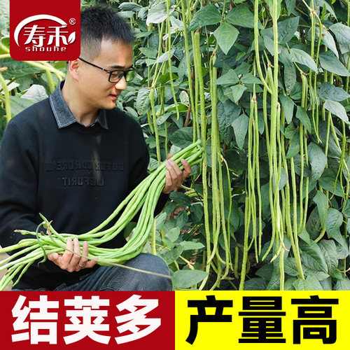 长豆角种子苗秧豇豆四季豆蔬菜种籽大全孑豆角苗豆种无架豆角芸豆
