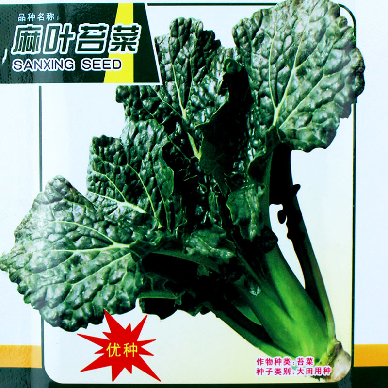 花叶苔菜麻叶黑菜台菜特菜种子