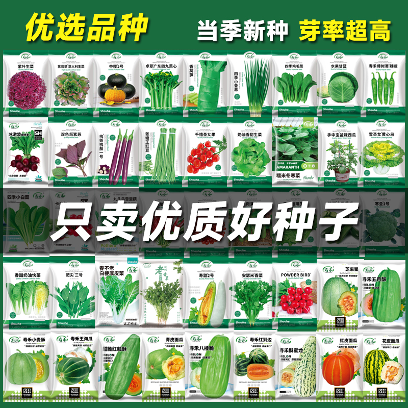 蔬菜种子大全套餐一年四季盆栽