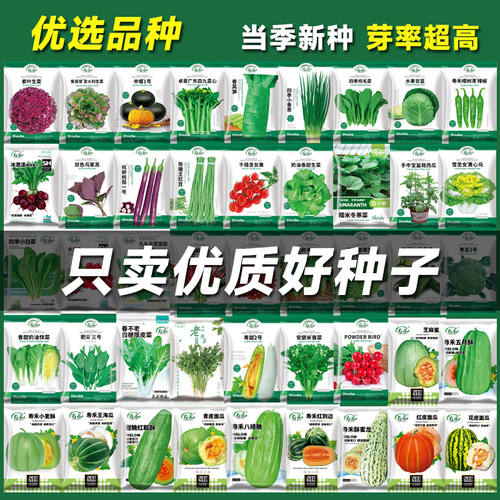 蔬菜种子大全套餐一年四季盆栽