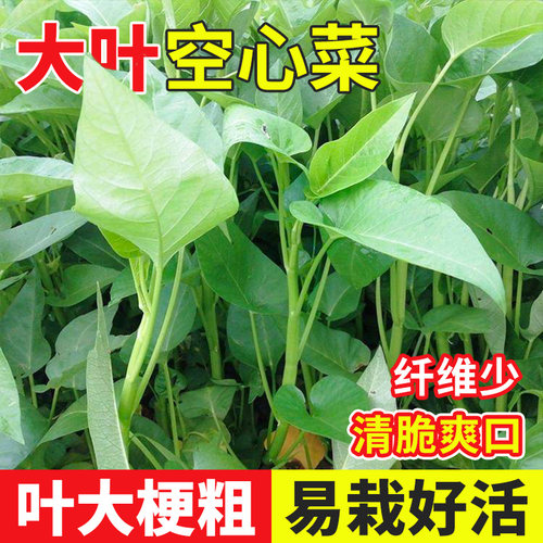 大叶空心菜种子四季盆栽春季蔬菜