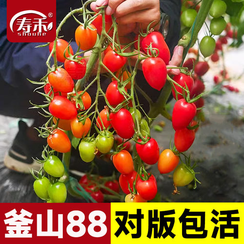 釜山88千禧小番茄种子