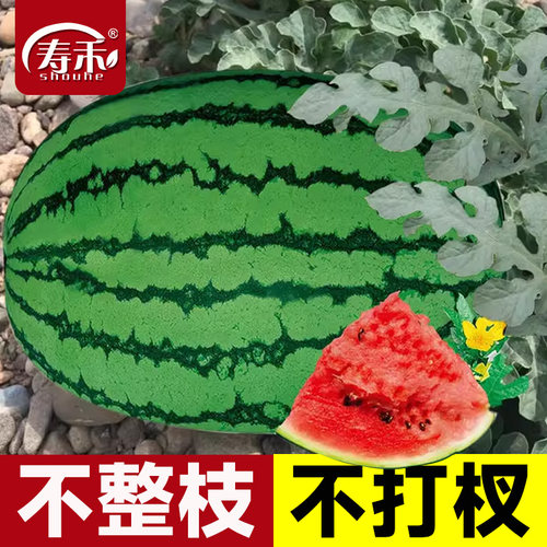 懒汉王特大巨型懒人西瓜种子