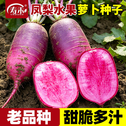 凤梨红心水果萝卜种子老品种紫美人种籽孑籽种甜脆型红皮风梨罗卜