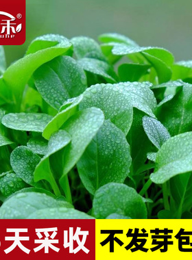 鸡毛菜种子种籽四季小白菜青菜油菜上海青蔬菜菜籽菜种孑大全籽种