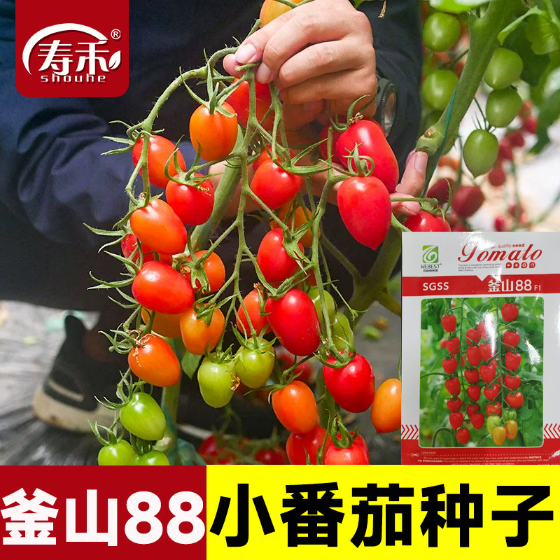 釜山88千禧小番茄种子种籽孑苗秧玲珑圣女果四季蔬菜果苗秧苗籽种